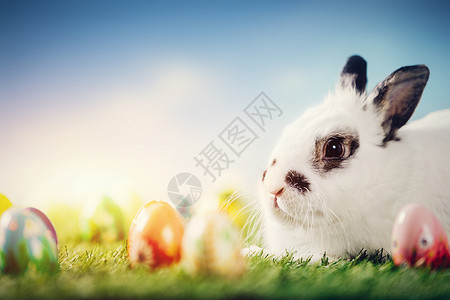 春天背景的白兔子和复活节鸡蛋传统的节日生命的象征图片