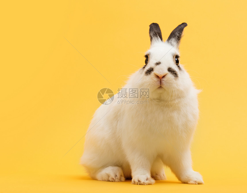 白兔在黄色背景上家畜宠物春天符号复活节制空间图片