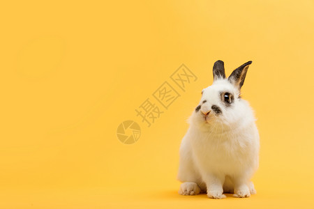 黄色兔子白兔在黄色背景上家畜宠物复制空间春天复活节背景