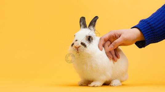 手抚白兔的黄色背景家畜毛皮宠物复制空间手抚白兔子的黄色背景图片