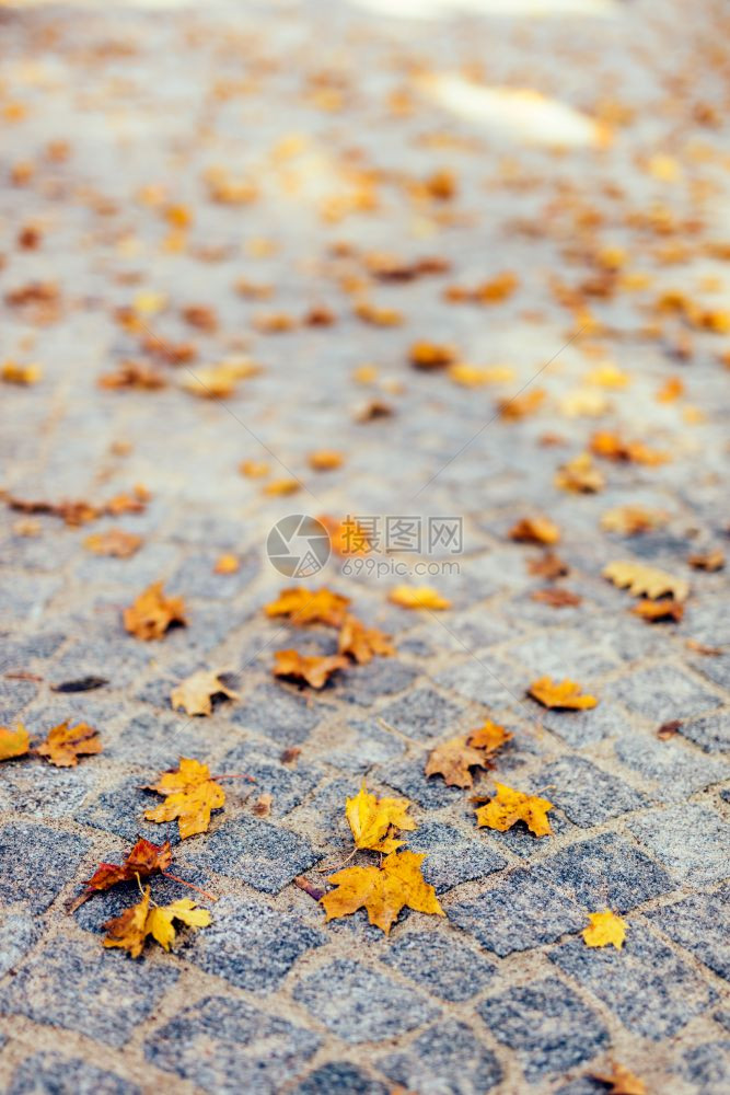 秋天气干叶子秋图片