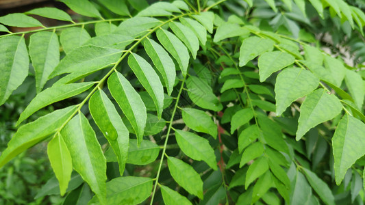 树上新鲜的绿色咖喱树叶图片