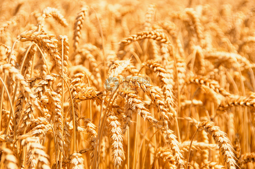 夏季末小麦田完全成熟图片