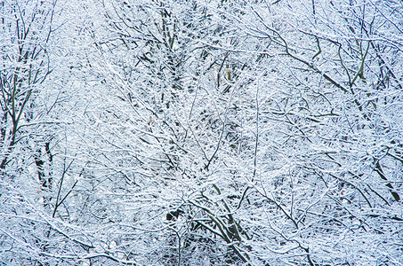 雪中的树枝图片