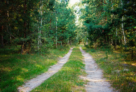 森林的乡村道路图片