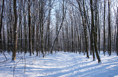 冬季森林日落背景图片