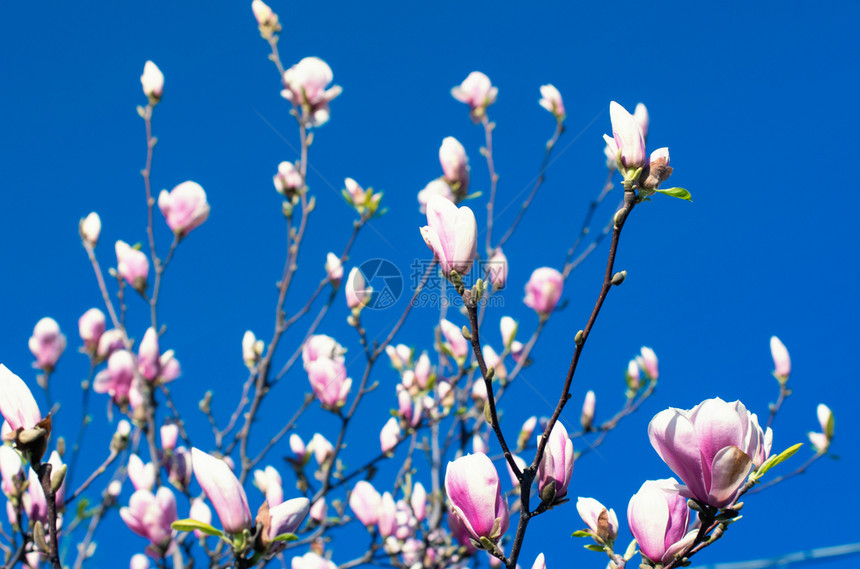 春时闪耀的马格诺利亚树图片