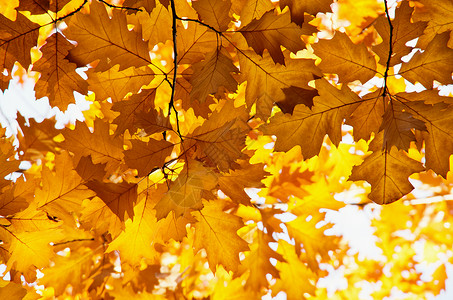 自然环境中明亮的秋天叶图片