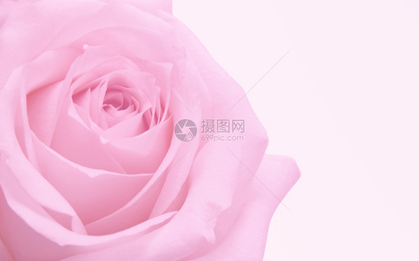 粉红玫瑰宏图片