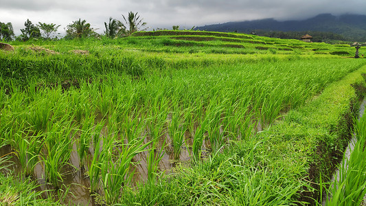 巴厘乌布德的Jatiluwih水稻梯田和绿林图片