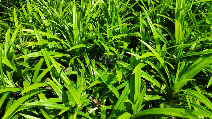 绿色板叶或马乐里利弗乌斯Pandan叶或PandanusAmarylifolius图片