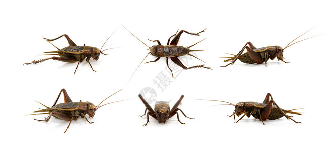 白底板球群昆虫动物背景图片