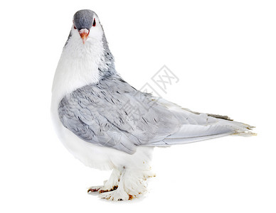 拉合尔鸽子在白色背景面前高清图片