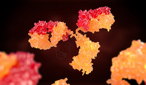 酶人体抗immunoglobulin3D插图人类抗体immunoglobulin背景