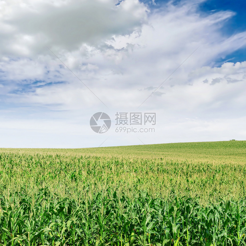 玉米种植和蓝天图片
