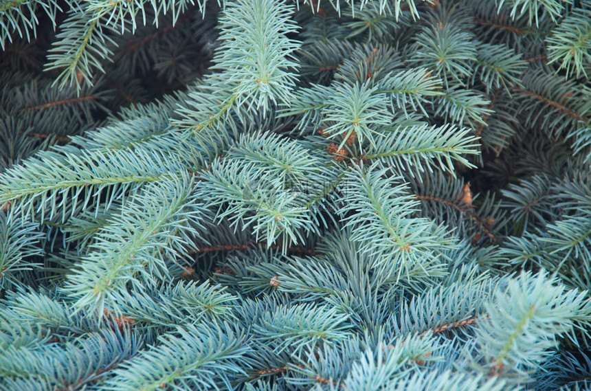 蓝色fir树的分支背景图片