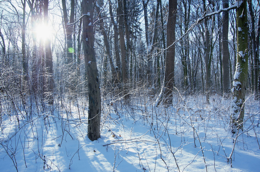 冬季森林日落图片