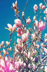 春时闪耀的马格诺利亚树图片