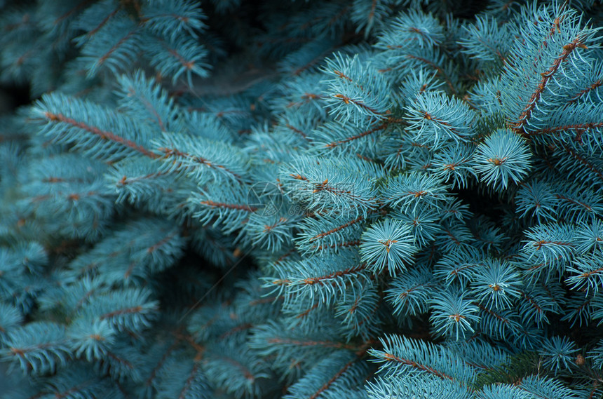 绿色背景的蓝淡出树枝图片