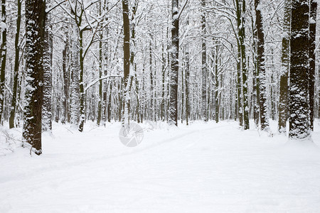 冬季雪中的道路图片
