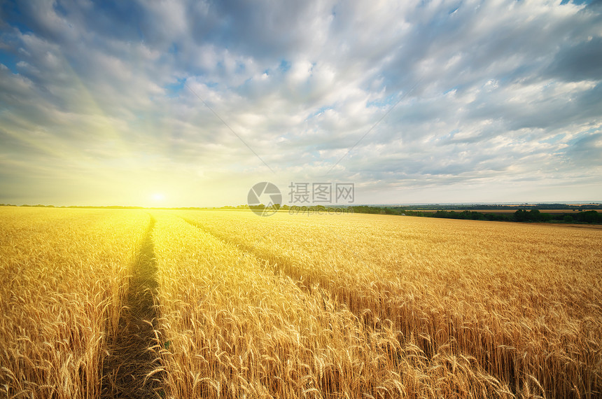 小麦草地自然成分图片