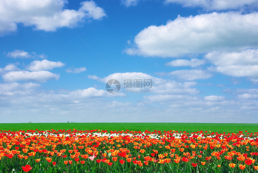 郁金香草地春天的构成图片