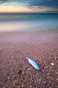海岸上的鱼自然化合物高清图片
