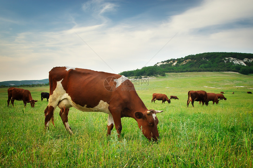 草地中的牛自然构成图片