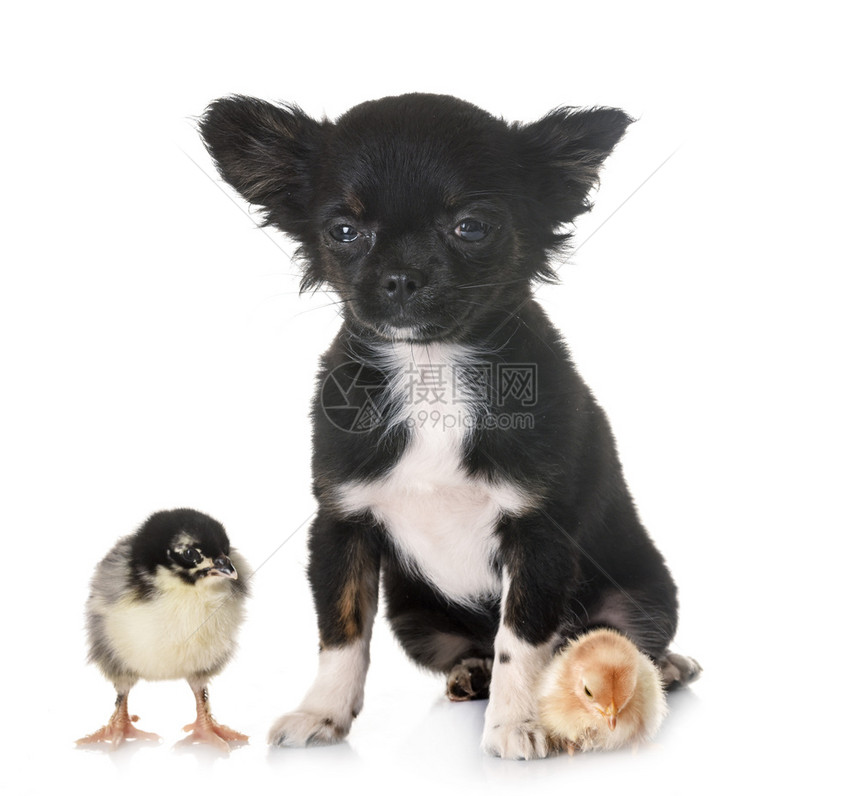 小狗吉娃和鸡在白色背景面前图片