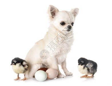 小鸡娃小狗吉娃和鸡在白色背景面前背景