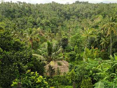 印度尼西亚巴厘乌布德的自然观点图片