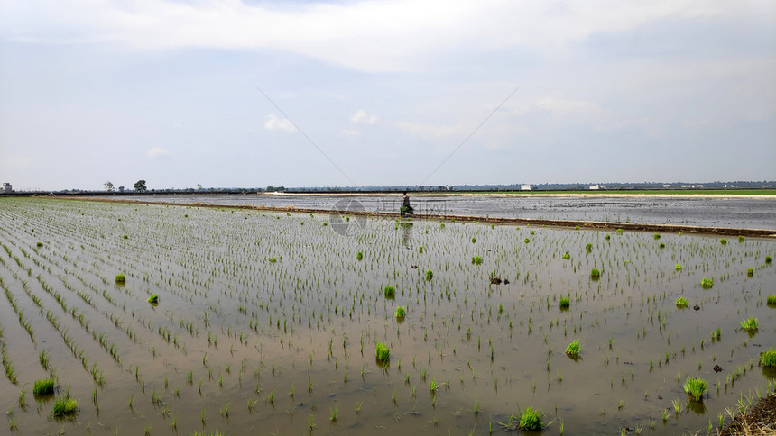 马来西亚Sekinchan的稻田电镀季节图片