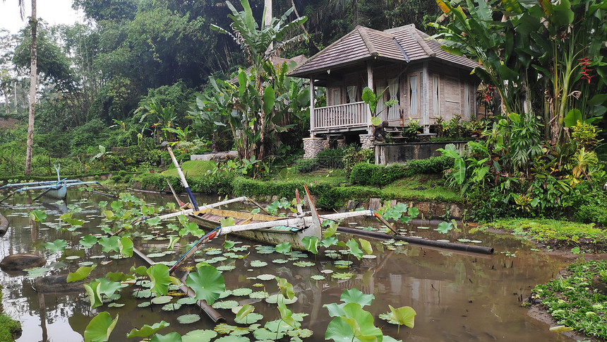 由乌布德的竹树构筑巴厘传统房屋图片