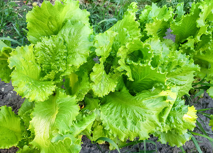 种植新鲜生菜图片