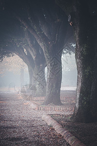 清晨雾的秋天风景古老的公园雾小巷橡树大城图片