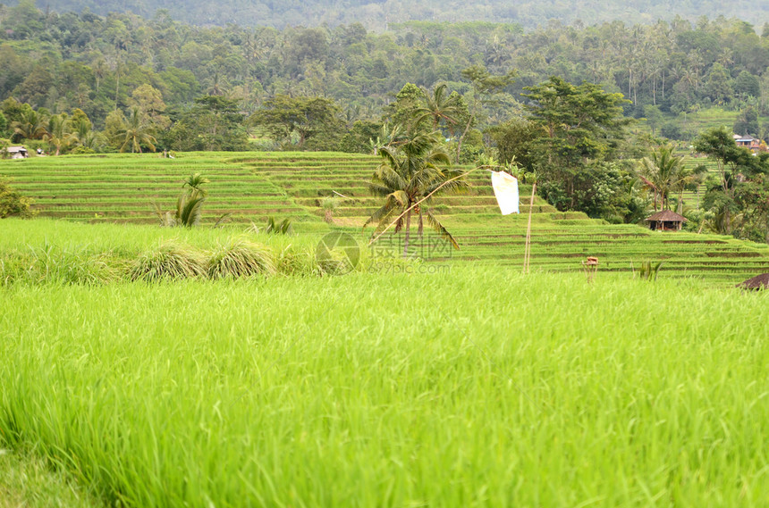 印度尼西亚巴厘美丽的Jatiluwih水稻梯田图片