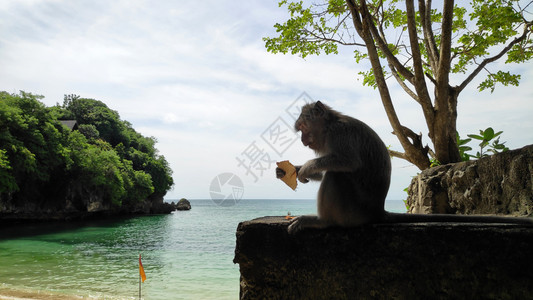 巴厘岛帕当海滩的猴子图片