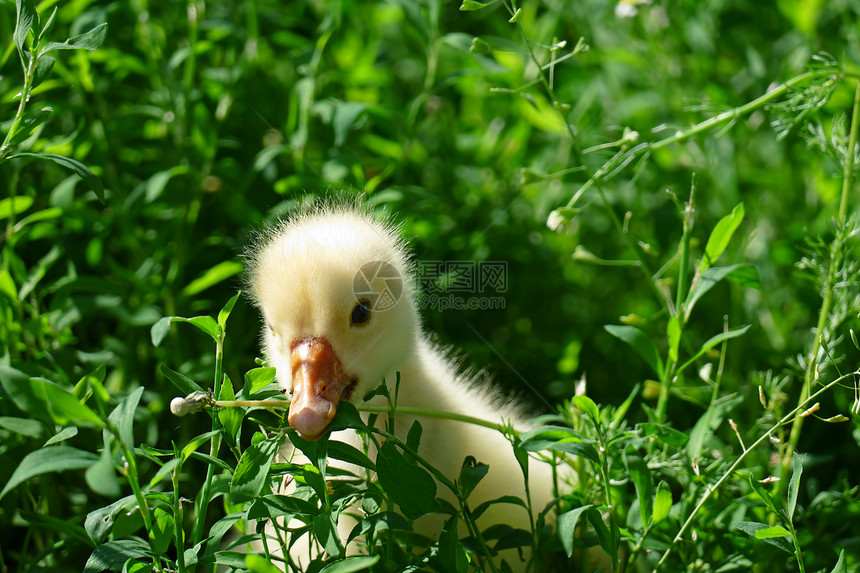 在草坪上吃草的鸭子图片