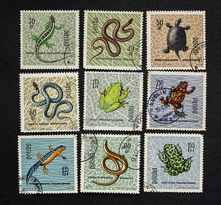 蛇豆波兰一套取消邮票的旧1963年上的爬行动物和两栖东欧背景