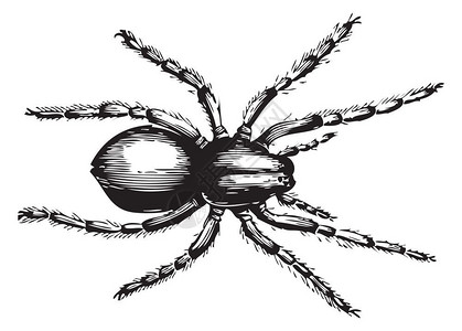 蜘蛛恐惧症手绘蜘蛛卡通矢量插图插画
