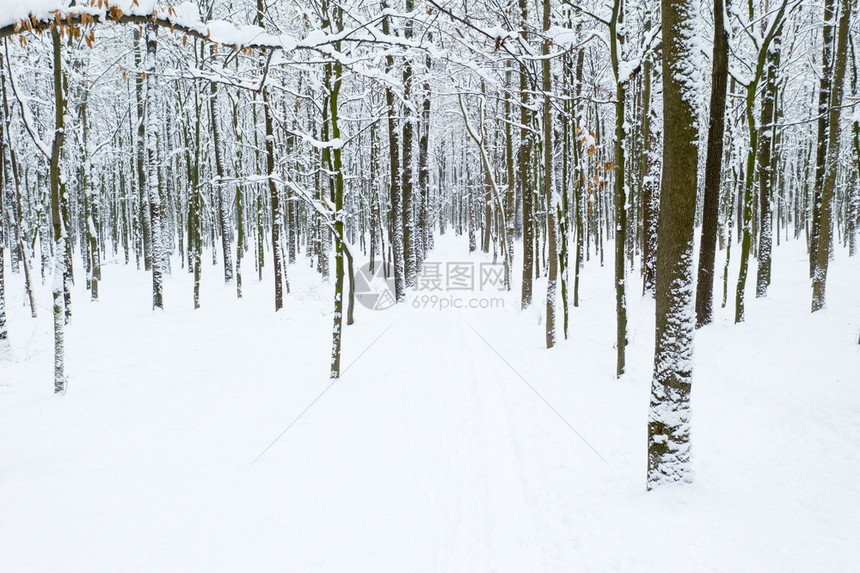 冬季美丽的森林和道路图片