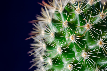 Cactus蓝色背景仙人掌图片