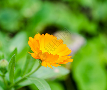 Calendula花朵图片