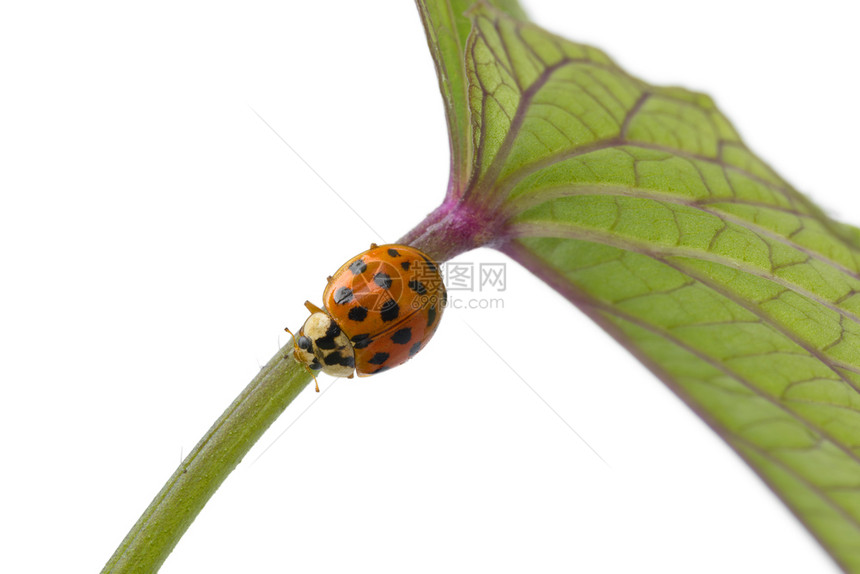 白色背景植物的干上Ladybug紧贴图片