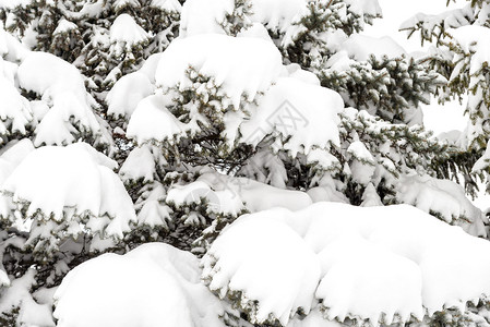 树枝被厚厚的白雪覆盖着的雪景图片