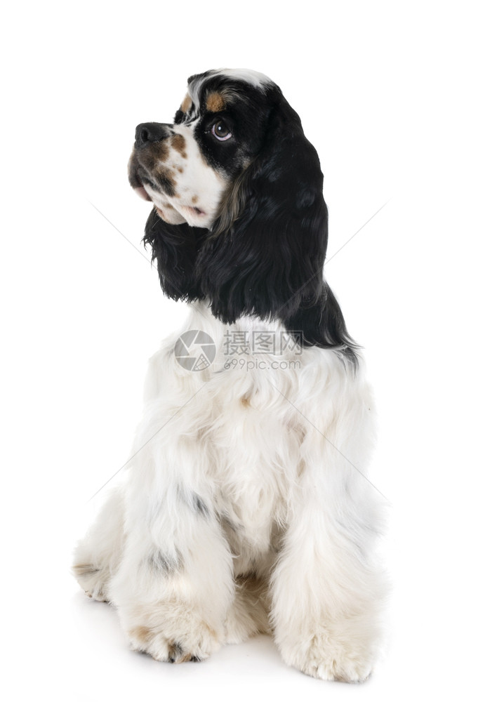 白色背景面前的美洲卡塞尔巴尼猎犬图片