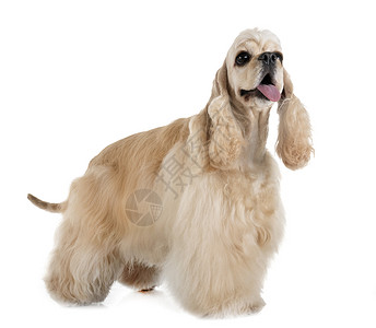 棕色的狗白色背景面前的美洲卡塞尔巴尼猎犬背景