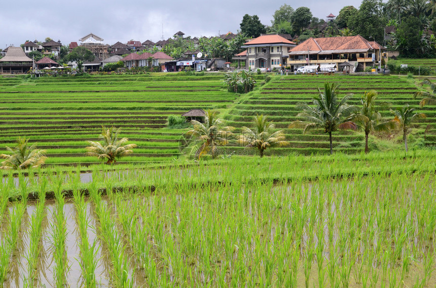 印度尼西亚巴厘的TabaananJatiluwih稻田露台风景图片