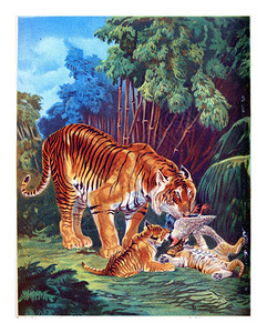 老虎与幼崽吃它的猎物古老雕刻插图图片