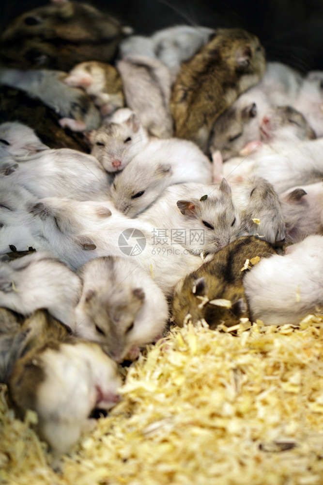 仓鼠的照片是一起睡宠物动图片